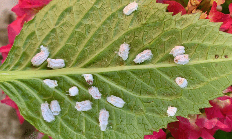 Metody na odstranění a prevenci škůdců na hortenzii