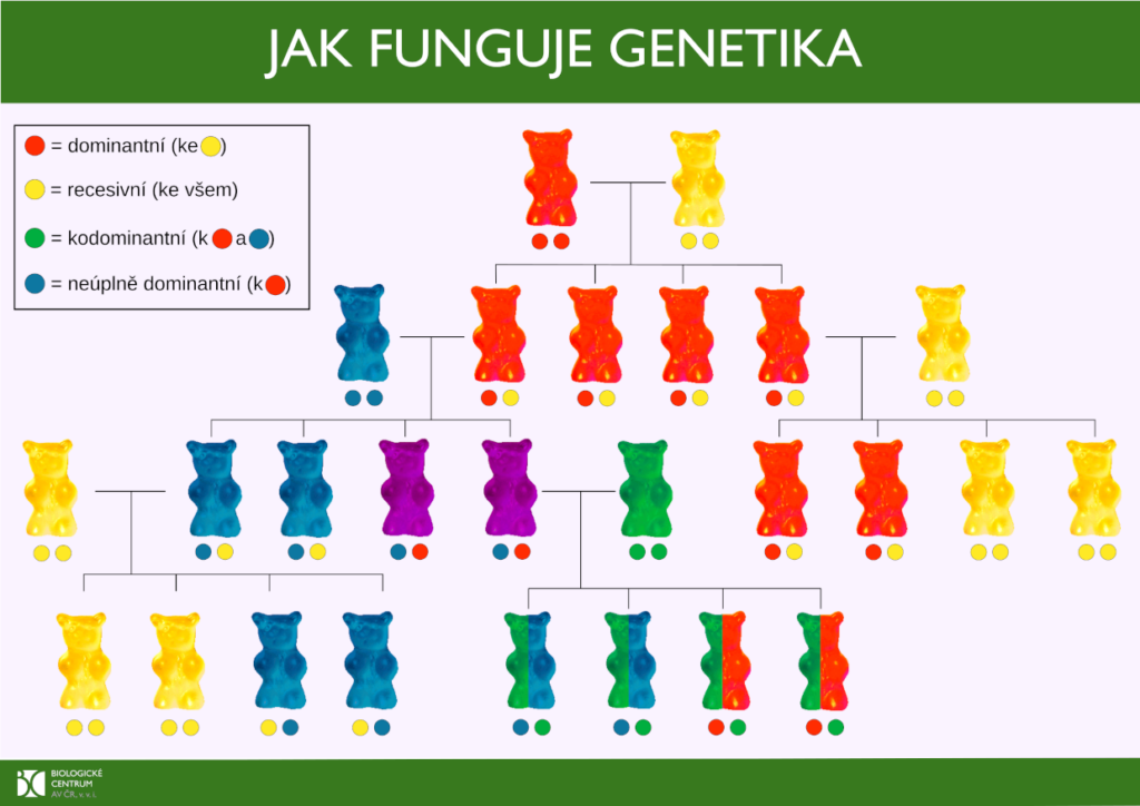 Jak funguje genetika?