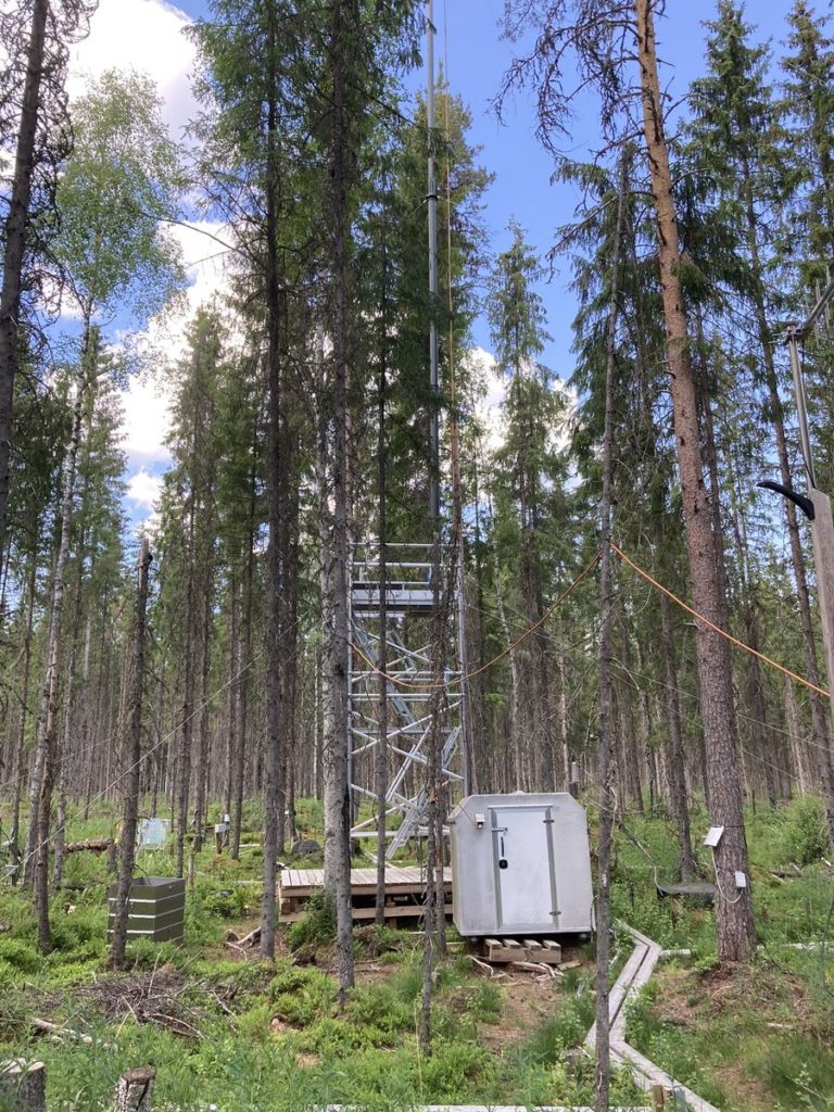 les rostoucí na bažinách s monitorovacím zařízením