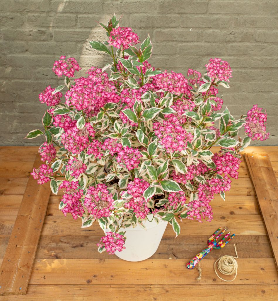 Hydrangea serrata Gotemba Nishiki (Euphoria Pink)