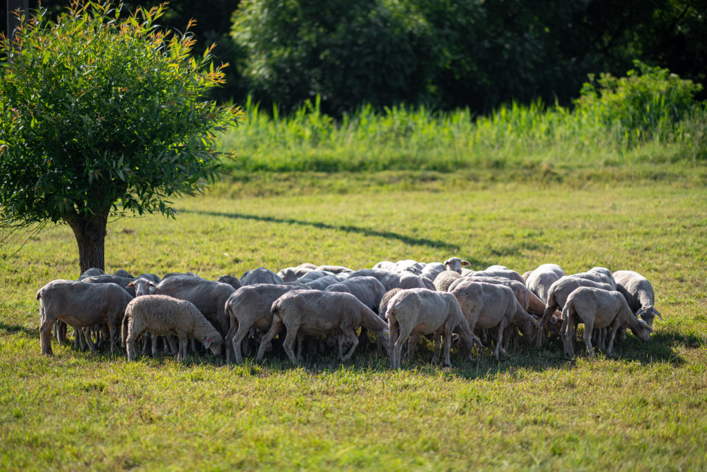 stádo ovcí se pase v sadu