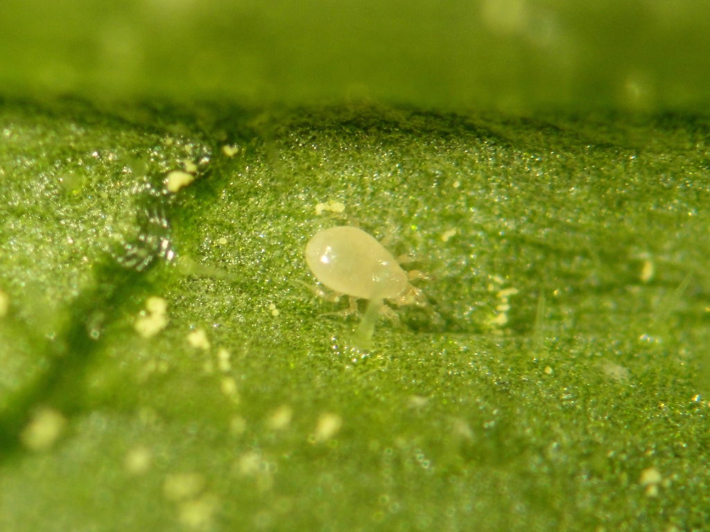 Roztoči druhu Amblyseius swirskii živící se na krmivu v podobě pylu orobince úzkolistého (foto: Biobest Group NV)