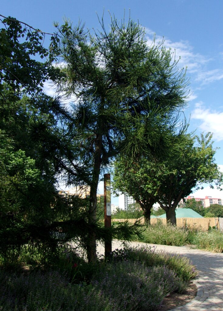 Cryptomeria japonica Dacrydioides